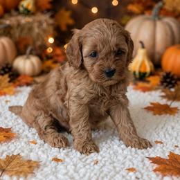 Lace - Red female Cockapoo puppy in Sparta, Missouri from Sis' Doodles & Poodles