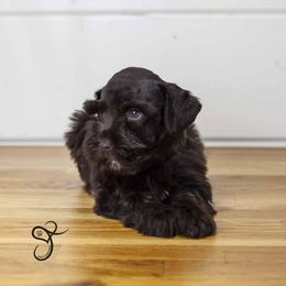 Scout - Liver male Miniature Schnauzer puppy in Diamond Valley, Utah from JoJo's Schnauzers