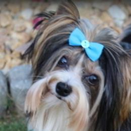 Marvel - Biewer Terrier