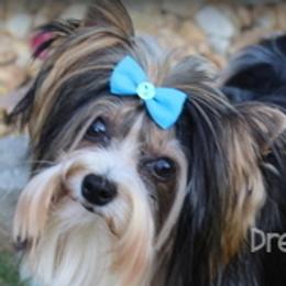 Marvel - Biewer Terrier