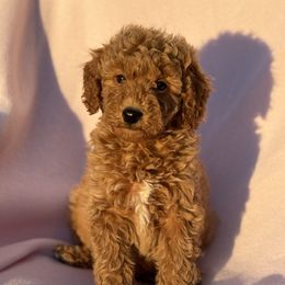 Spade - Red  male Goldendoodle puppy in Lancaster, Kentucky from Dream Paws Puppies, LLC