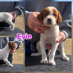 Girl 3 - Red and white female Irish Red and White Setter puppy in Glenwood City, Wisconsin from NyaStar