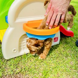Goldendoodle Puppies from Cotton Country Doodles
