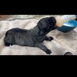 April - Brindle female Mastiff puppy in Wewoka, Oklahoma from P Diamond Mastiffs