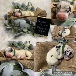 Great Dane Puppies from Cook’s Gentle Giants