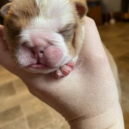 Bulldog Puppies from Brandi Muecke's English Bulldogs