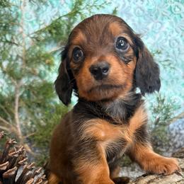 Reba - Red female Dachshund puppy in Mountain Home, Arkansas from Furry Friends Kennel