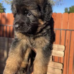 German Shepherd Puppies from Von Gonzalez Kennel