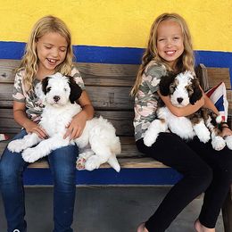 Bernedoodle and Cavapoo Puppies from Sarah Baker