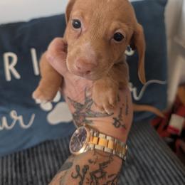 Willow - Cream female Dachshund puppy in Barnard, Missouri from KB Doxies