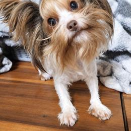 Nayla - Yorkshire Terrier