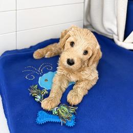 Ivory - Cream male Goldendoodle puppy in Glendale, Arizona from CocoLove Doodles
