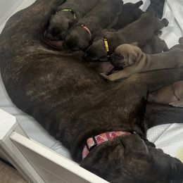 Cane Corso from Mo Puppies