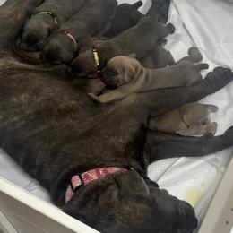 Cane Corso from Mo Puppies