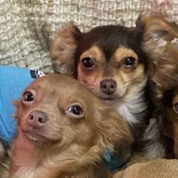 Chihuahuas from Exotic Fur Babies