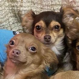 Chihuahuas from Exotic Fur Babies