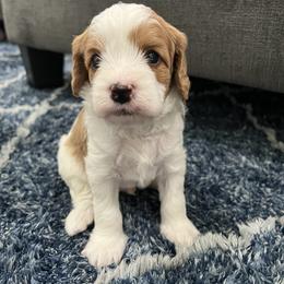 Cavalier King Charles Spaniel and Cavapoo Puppies from Ethan McBride