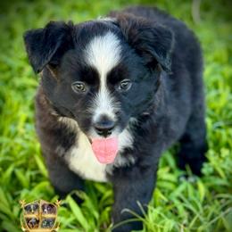 Rigatoni - Black & white male Australian Shepherd puppy in El Dorado Springs, Missouri from HP Aussie Kennels
