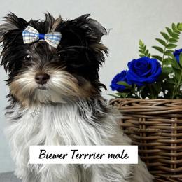 Malachi - Chocolate tan and white male Biewer Terrier puppy in Oklahoma from Rocky Oak Cavaliers & Biewer Terriers LLC