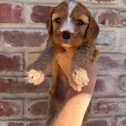 Fox - Red male Cavapoo puppy in Roseville, California from Lipscomb Doodles