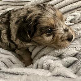 Olaf - Blue merle male Aussiedoodle puppy in Castalia, Iowa from K&K Kennels