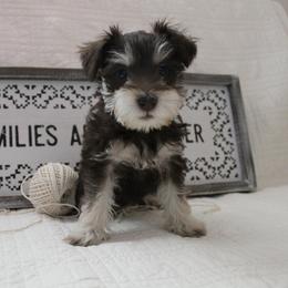 Miniature Schnauzer Puppies from Schnauzers on Robinson Lane