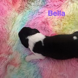 Girl 1 - female English Springer Spaniel puppy in Denton, Texas from Kytra's Kennels