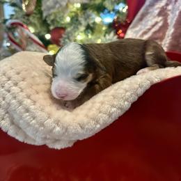 Praline - Sable female Bernedoodle puppy in Alabama from Peach & Pawmetto Doodles