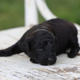 Peter - Black male Whoodle puppy in West Bend, Iowa from Blue Skies Terriers