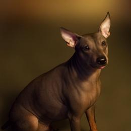 Boda - American Hairless Terrier