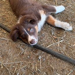 Buck - Red tri-color male Australian Shepherd puppy in Otis, Oregon from Heritage Hill Aussies