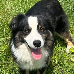 Dunkin - Miniature American Shepherd