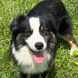Dunkin - Miniature American Shepherd