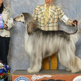 Afghan Hounds from Qadim Afghan Hounds