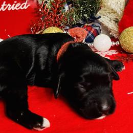 Red - Black Australian Labradoodle puppy in Jefferson/Salem, Oregon from Freedom Labradoodles