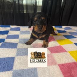 Fifi - Black and tan female Dachshund puppy in Durant, Oklahoma from Big Creek Mini Dachshund