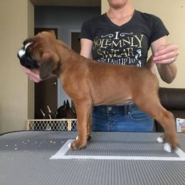 Boxer Puppies from Vintage Boxers