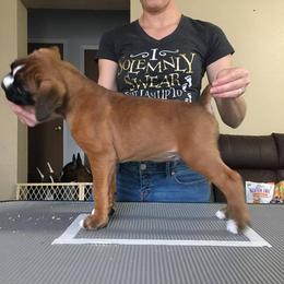 Boxer Puppies from Vintage Boxers