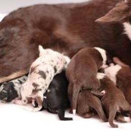 Border Collie Puppies from RockIt Border Collies