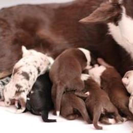 Border Collie Puppies from RockIt Border Collies