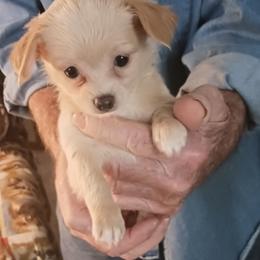 Girl 1 - Cream female Chihuahua puppy in Polo, Missouri from Blue Tails Farm