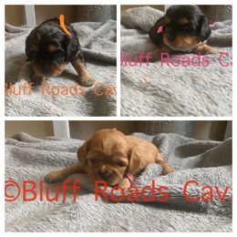 Cavalier King Charles Spaniel and Companion Cross Puppies from Bluffroads Cavaliers and Chiliers