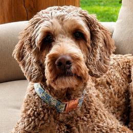 Maezy - Australian Labradoodle
