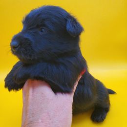Briar - Black male Scottish Terrier puppy in Crossville, Tennessee from Cavern Kennels