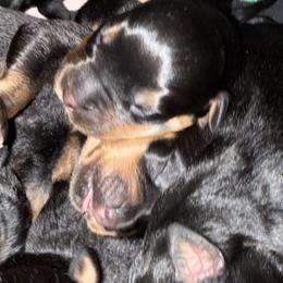 Girl 1 - Black and tan female Rottweiler puppy in Newfoundland, Pennsylvania from Poconopaws