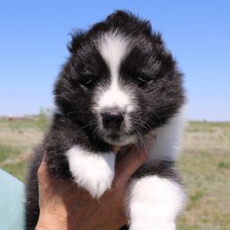 Shetland Sheepdog Puppies from Enlia Shelties