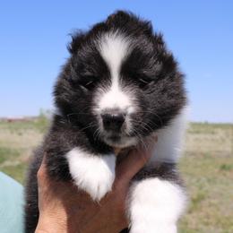 Shetland Sheepdog Puppies from Enlia Shelties