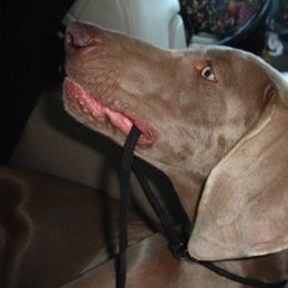 Weimaraner All Grown Up from Megan's Weimaraners