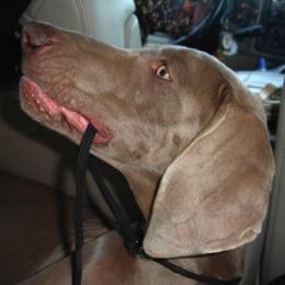 Weimaraner All Grown Up from Megan's Weimaraners