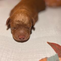 October - Red male Cavapoo puppy in Raytown, Missouri from Ginger Doodle Babies